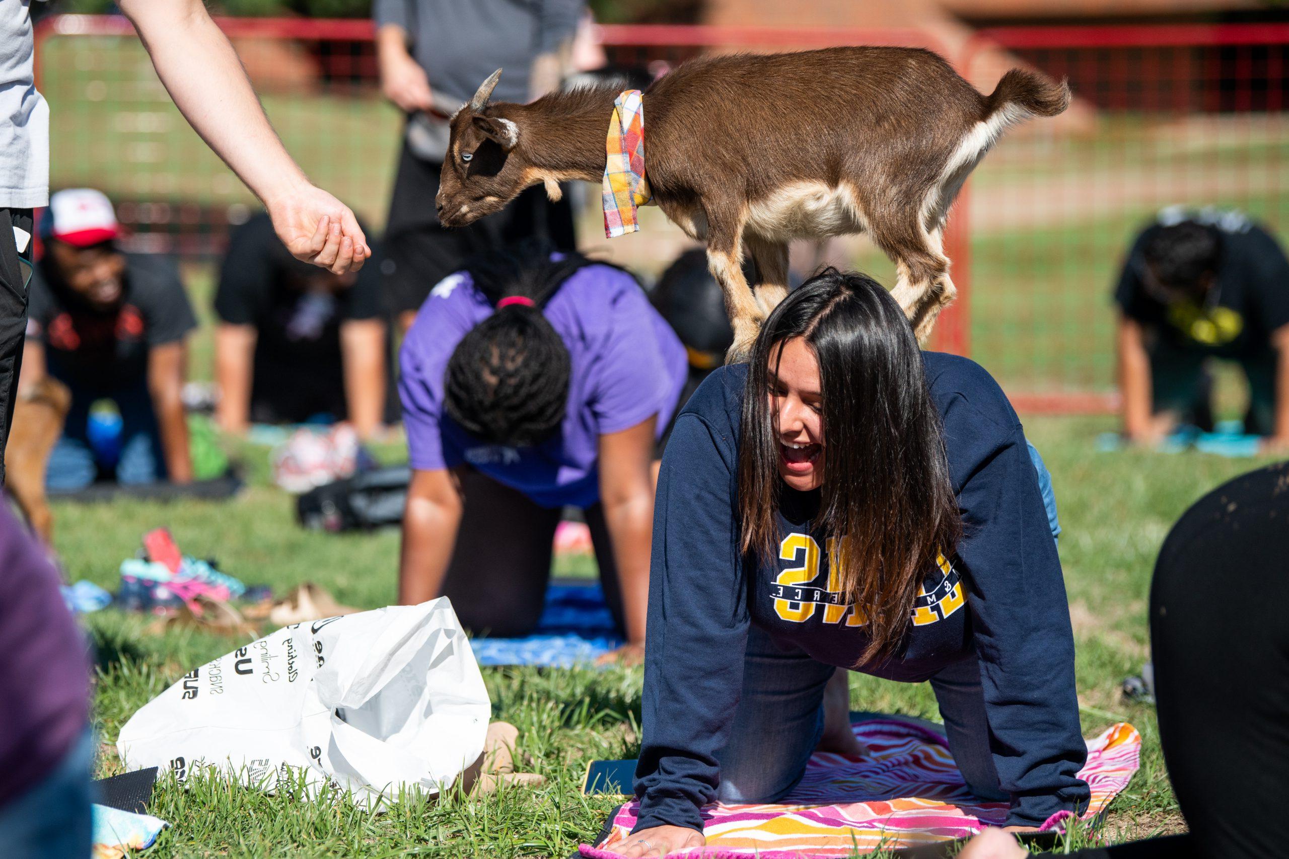 学生 performing yoga with goats.